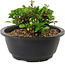 Chaenomeles speciosa, 10 cm, ± 25 jaar oud