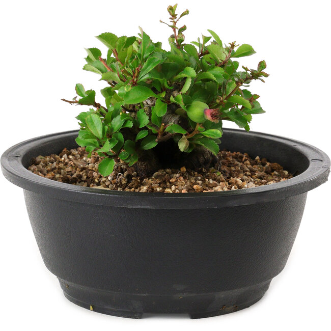 Chaenomeles speciosa, 10 cm, ± 25 Jahre alt