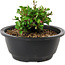 Chaenomeles speciosa, 10 cm, ± 25 anni