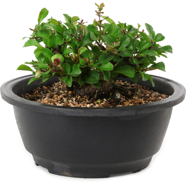 Chaenomeles speciosa, 10 cm, ± 25 years old