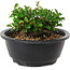 Chaenomeles speciosa, 10 cm, ± 25 ans