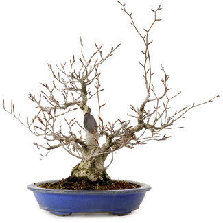 Fagus crenata, 30 cm, ± 20 years old