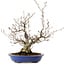 Fagus crenata, 30 cm, ± 20 Jahre alt, mit einem Wurzelhals von 11 cm
