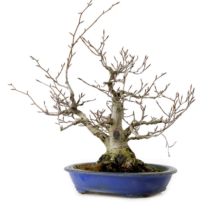 Fagus crenata, 30 cm, ± 20 jaar oud, met een nebari van 11 cm