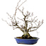 Fagus crenata, 30 cm, ± 20 years old, with a nebari of 11 cm