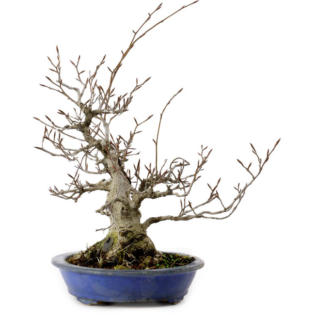 Fagus crenata, 30 cm, ± 20 years old, with a nebari of 11 cm