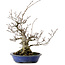 Fagus crenata, 30 cm, ± 20 years old, with a nebari of 11 cm