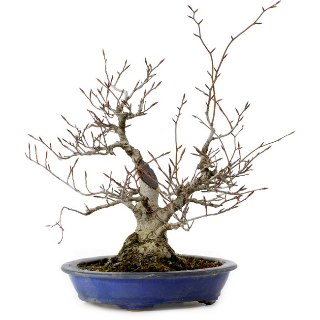 Fagus crenata, 30 cm, ± 20 anni, con nebari di 11 cm