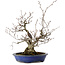 Fagus crenata, 30 cm, ± 20 anni, con nebari di 11 cm