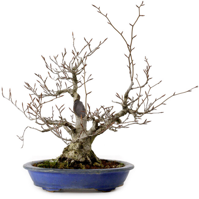 Fagus crenata, 30 cm, ± 20 Jahre alt, mit einem Wurzelhals von 11 cm