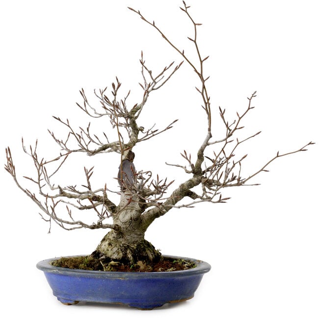 Fagus crenata, 30 cm, ± 20 years old, with a nebari of 11 cm