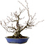 Fagus crenata, 30 cm, ± 20 anni, con nebari di 11 cm