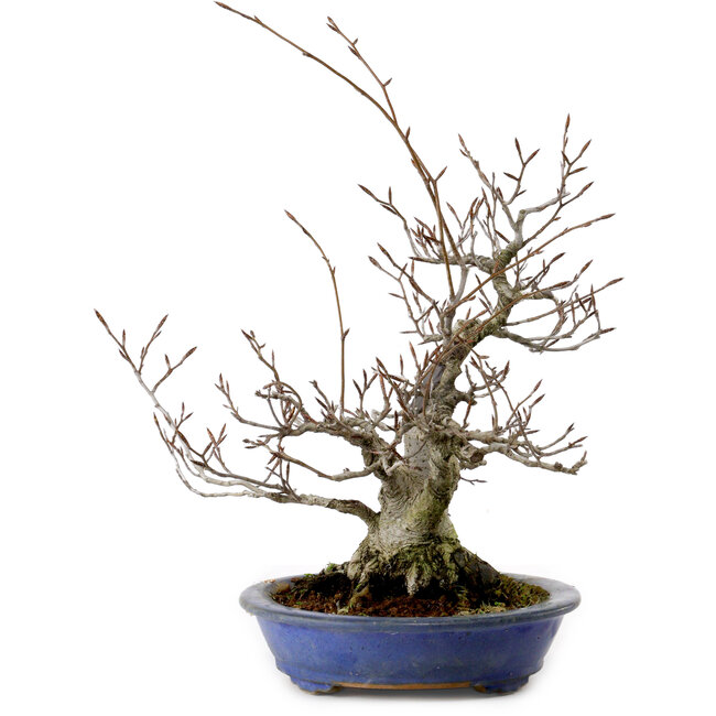 Fagus crenata, 30 cm, ± 20 years old, with a nebari of 11 cm