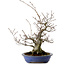 Fagus crenata, 30 cm, ± 20 years old, with a nebari of 11 cm