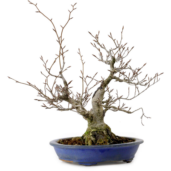 Fagus crenata, 30 cm, ± 20 años de edad, con un nebari de 11 cm