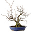 Fagus crenata, 30 cm, ± 20 years old, with a nebari of 11 cm