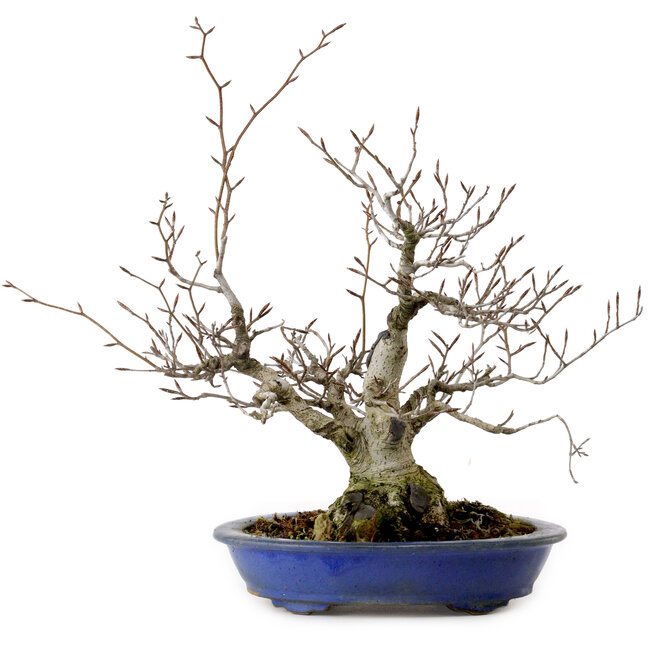 Fagus crenata, 30 cm, ± 20 years old, with a nebari of 11 cm