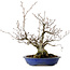 Fagus crenata, 30 cm, ± 20 years old, with a nebari of 11 cm