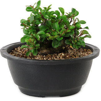 Chaenomeles speciosa, 10 cm, ± 25 jaar oud