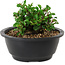 Chaenomeles speciosa, 10 cm, ± 25 anni