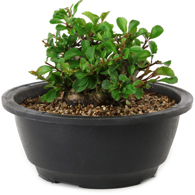 Chaenomeles speciosa, 10 cm, ± 25 anni