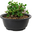 Chaenomeles speciosa, 10 cm, ± 25 anni
