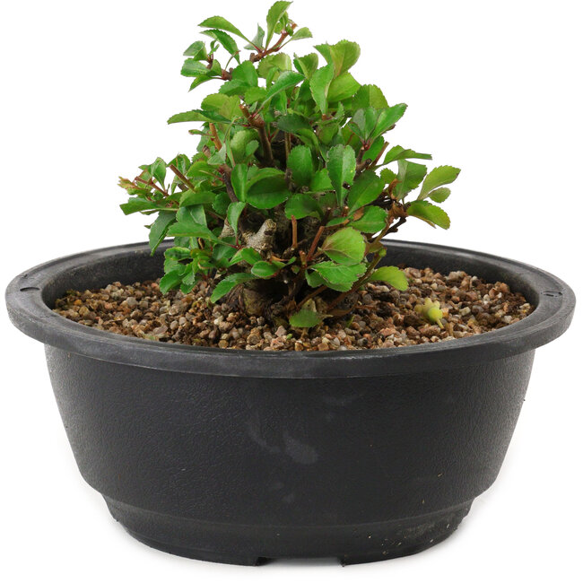 Chaenomeles speciosa, 10 cm, ± 25 jaar oud