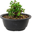 Chaenomeles speciosa, 10 cm, ± 25 Jahre alt