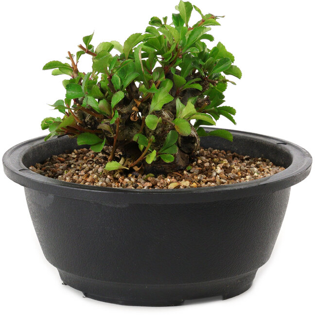 Chaenomeles speciosa, 10 cm, ± 25 jaar oud