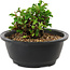 Chaenomeles speciosa, 10 cm, ± 25 anni