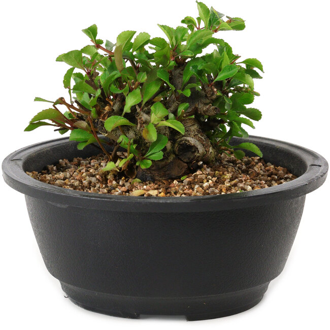 Chaenomeles speciosa, 10 cm, ± 25 years old