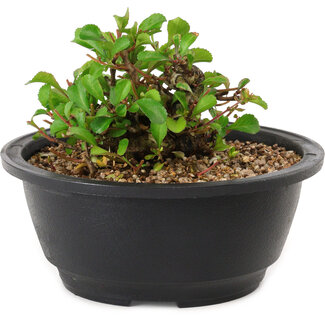 Chaenomeles speciosa, 10 cm, ± 25 years old