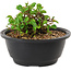 Chaenomeles speciosa, 10 cm, ± 25 anni