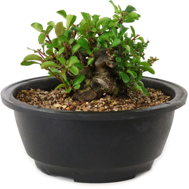 Chaenomeles speciosa, 10 cm, ± 25 jaar oud