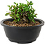 Chaenomeles speciosa, 10 cm, ± 25 Jahre alt
