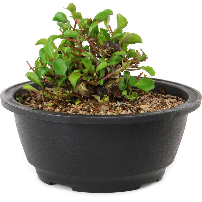 Chaenomeles speciosa, 10 cm, ± 25 anni