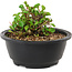 Chaenomeles speciosa, 10 cm, ± 25 anni