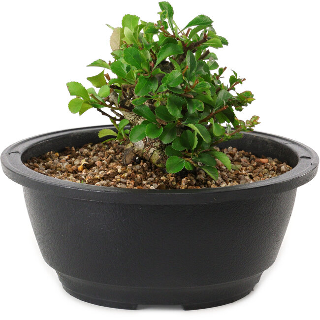 Chaenomeles speciosa, 10 cm, ± 25 Jahre alt