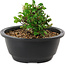 Chaenomeles speciosa, 10 cm, ± 25 anni