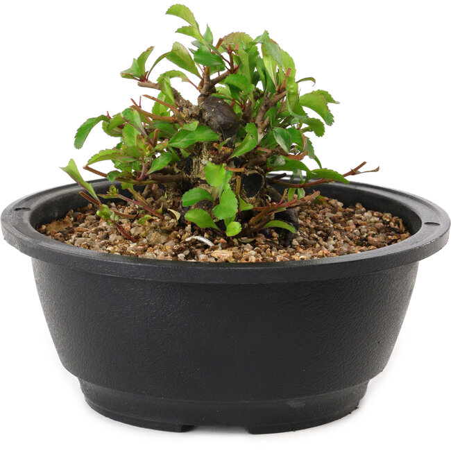 Chaenomeles speciosa, 10 cm, ± 25 anni