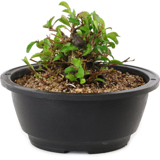 Chaenomeles speciosa, 10 cm, ± 25 years old