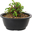 Chaenomeles speciosa, 10 cm, ± 25 jaar oud