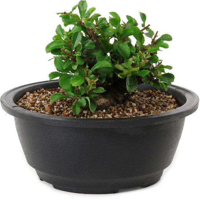 Chaenomeles speciosa, 10 cm, ± 25 Jahre alt