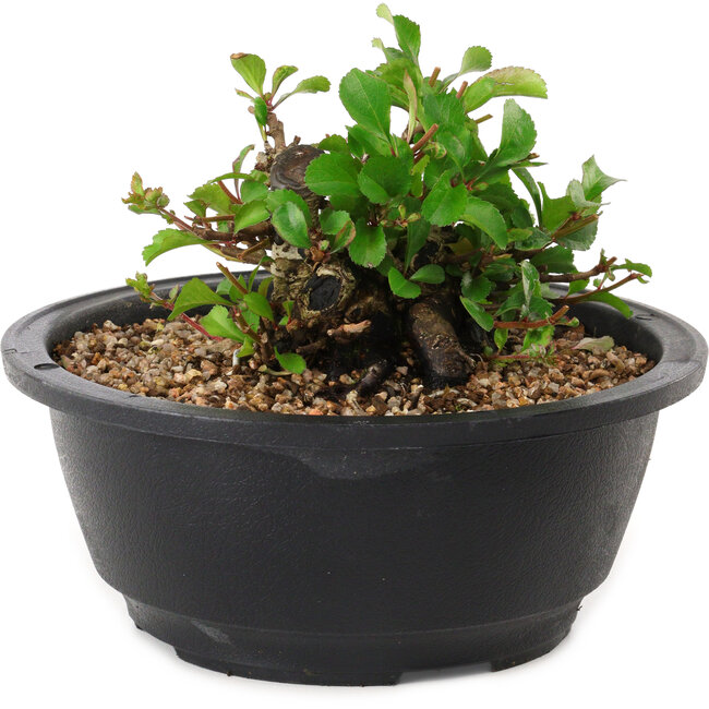 Chaenomeles speciosa, 10 cm, ± 25 anni