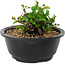 Chaenomeles speciosa, 10 cm, ± 25 years old