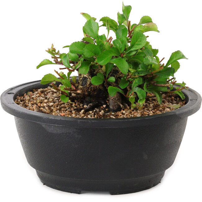Chaenomeles speciosa, 10 cm, ± 25 years old