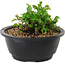 Chaenomeles speciosa, 10 cm, ± 25 jaar oud