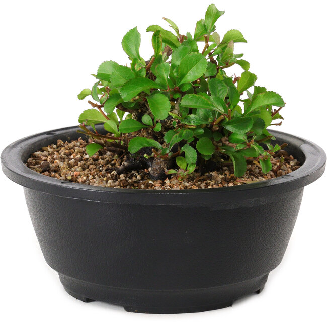 Chaenomeles speciosa, 10 cm, ± 25 jaar oud