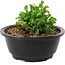 Chaenomeles speciosa, 10 cm, ± 25 anni