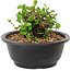 Chaenomeles speciosa, 10 cm, ± 25 anni